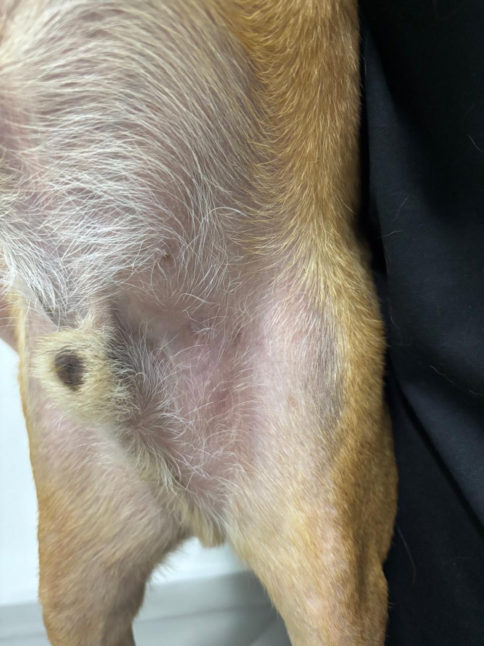 Ouvido do cão saudável após o tratamento de otite crônica